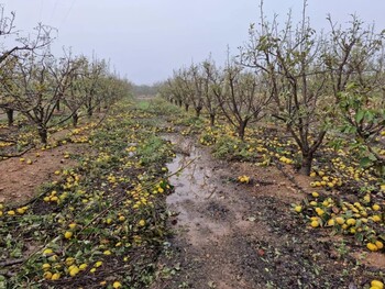 El campo también sufrió