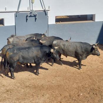 Los toros de Victorino Martín cierran el abono