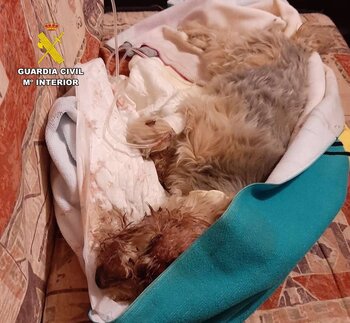 Atropella a su propio perro y lo tira a basura en Hellín