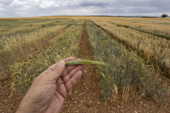 Agricultura fija en 34.624 euros la renta de referencia