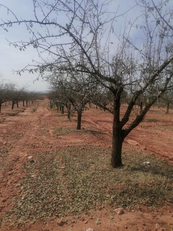 Nuevas ayudas para agricultores afectados por la DANA