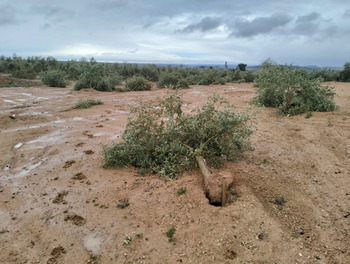 El tornado de Torre de Juan Abad arrancó un millar de olivos