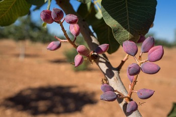 UPA negocia ayudas para los frutos secos por desertificación